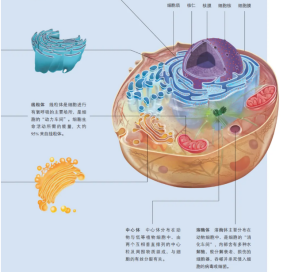 動(dòng)物（屬真核生物）的細(xì)胞結(jié)構(gòu)示意圖（圖片來(lái)源：人教版高中生物教材-必修1）