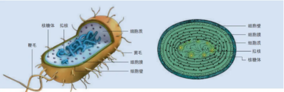 大腸桿菌和藍(lán)細(xì)菌（屬于原核生物）的細(xì)胞結(jié)構(gòu)示意圖（圖片來(lái)源：人教版高中生物教材-必修1）