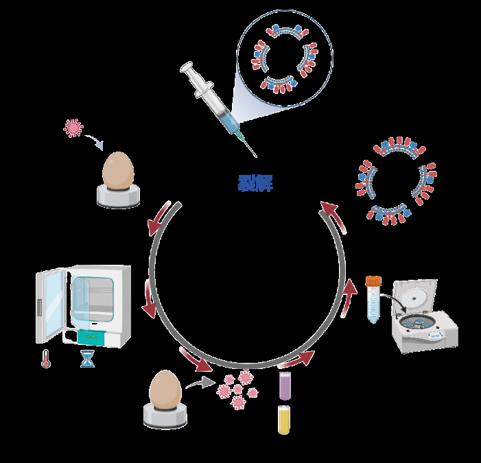 流感亞單位疫苗的研發(fā)流程（圖片來(lái)源：作者）