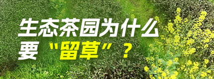 生態(tài)茶園為什么要“留草”？