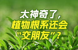 太神奇了，植物根系還會“交朋友”？你可能不知道，看上去“安靜生長”的植物，在看不見的地下世界里還會“社交”，這也太神奇了！