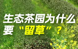 生態(tài)茶園為什么要“留草”？在燕子窠生態(tài)茶園，有一種奇妙的種植模式——“留草”。茶園里為什么要“留草”？一起了解！