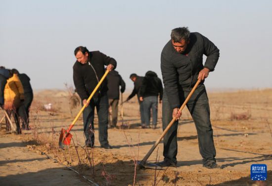 11月28日，在新疆于田縣萬花園防沙治沙示范區(qū)，各族干部群眾加緊栽種玫瑰花苗。新華社發(fā)（許曉龍攝）