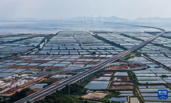 黃茅海跨海通道經(jīng)黃茅海大橋登陸江門臺(tái)山赤溪鎮(zhèn)，這是赤溪東互通立交（無人機(jī)照片，12月4日攝）。新華社記者 劉大偉 攝