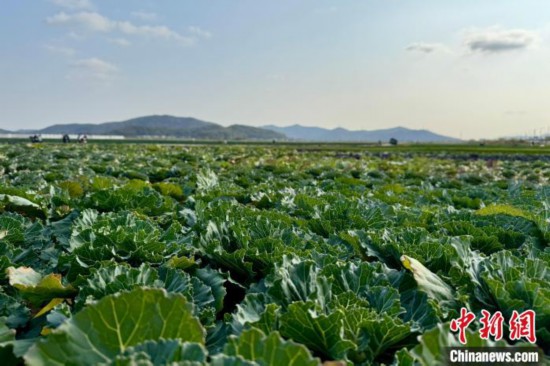 圖為成片的蔬菜。中新社記者 錢晨菲 攝